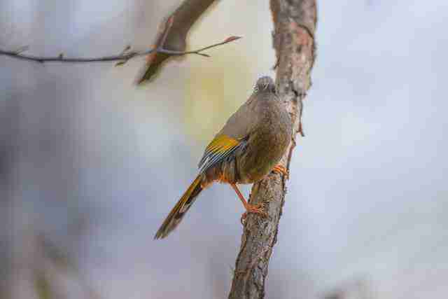  飞羽淬光 佳能 EOS R5 Mark II 生态摄影深度体验 