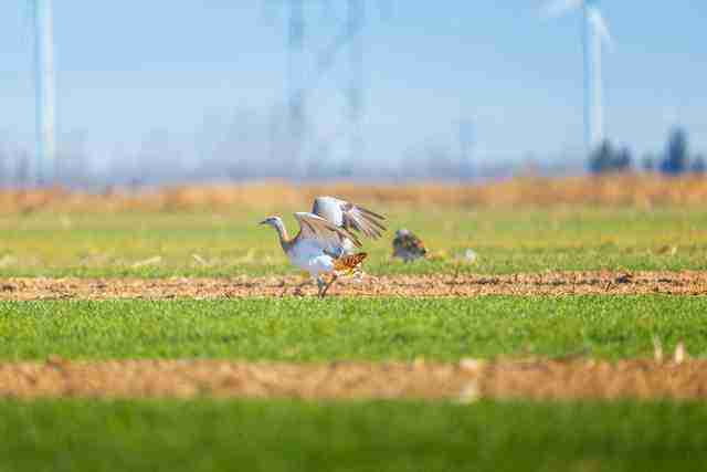  飞羽淬光 佳能 EOS R5 Mark II 生态摄影深度体验 