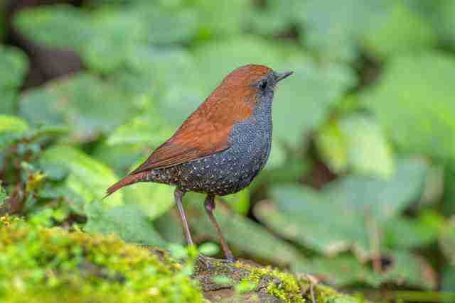  飞羽淬光 佳能 EOS R5 Mark II 生态摄影深度体验 