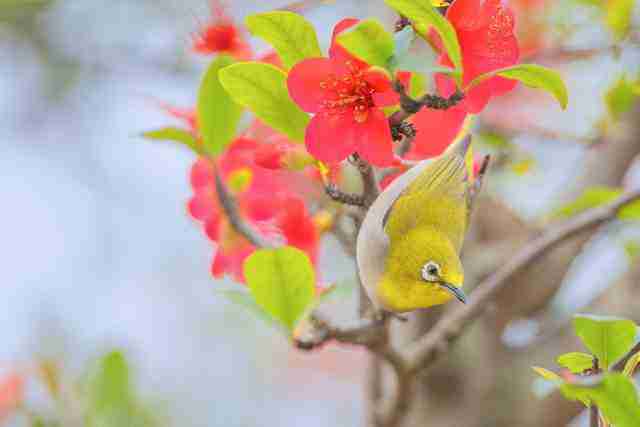  飞羽淬光 佳能 EOS R5 Mark II 生态摄影深度体验 