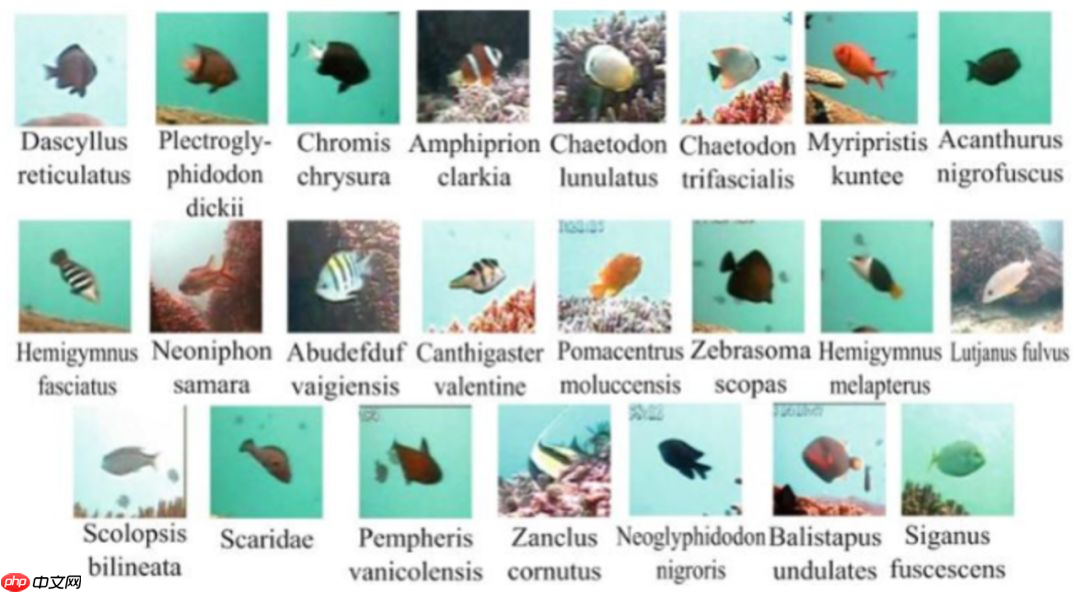 【PaddleHub模型贡献】一行代码实现海洋生物识别 - 创想鸟
