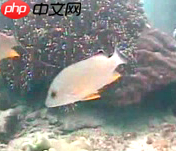 【PaddleHub模型贡献】一行代码实现海洋生物识别 - 创想鸟