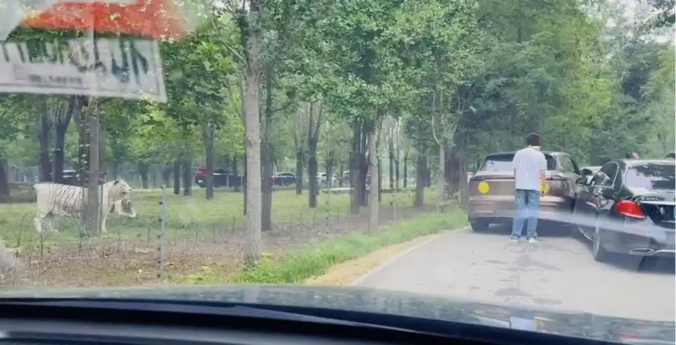 两车在秦皇岛野生动物园猛兽区发生剐蹭，多名游客下车当着老虎面吵架 - 创想鸟