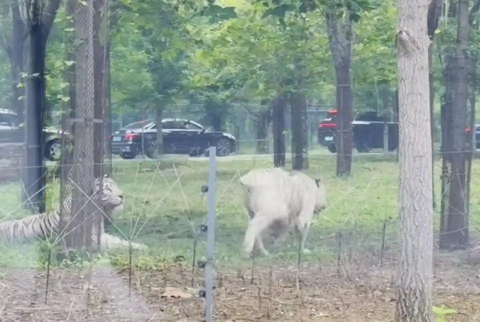 两车在秦皇岛野生动物园猛兽区发生剐蹭，多名游客下车当着老虎面吵架 - 创想鸟