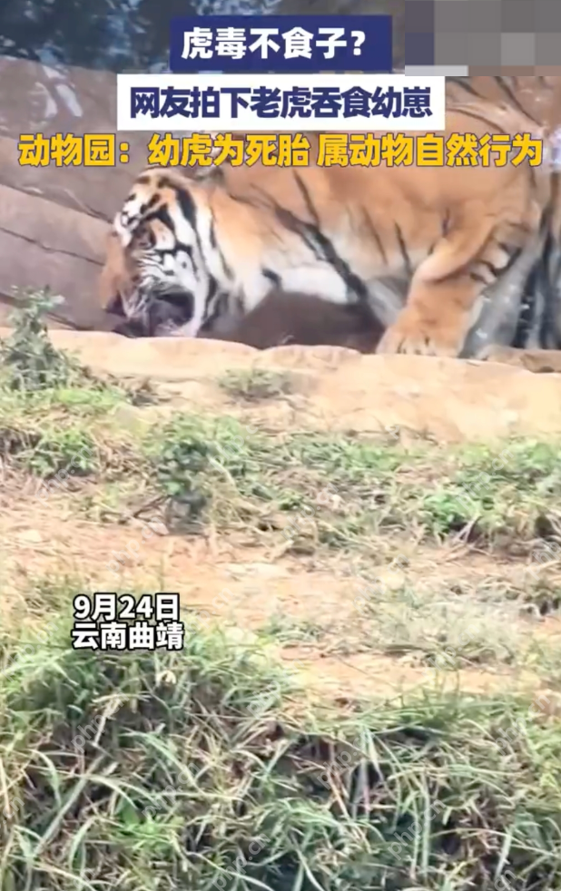 云南一动物园现老虎吞食死去幼崽是怎么回事？详情介绍 - 创想鸟