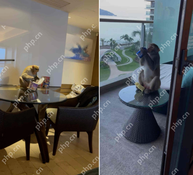 三亚一五星级酒店遭猕猴“洗劫”，住客：海景房秒变“猴景房” - 创想鸟