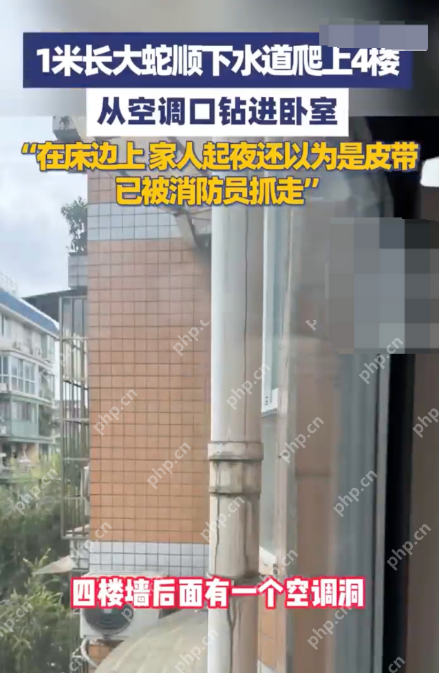 1米长大蛇爬4楼钻进卧室 当事人：起夜看到一团黑还以为是皮带 - 创想鸟