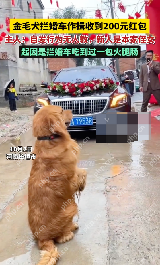 金毛犬拦婚车作揖收到200元红包是怎么回事？详情介绍 - 创想鸟