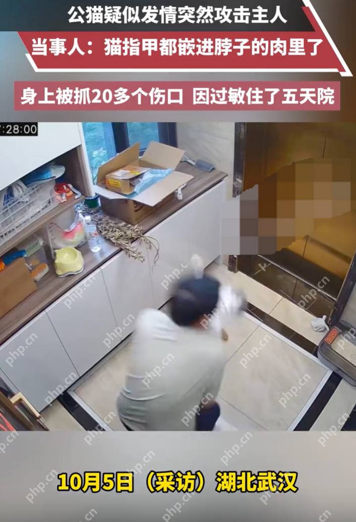 公猫疑似发情突然攻击主人 当事人：身上被抓20多个伤口 - 创想鸟