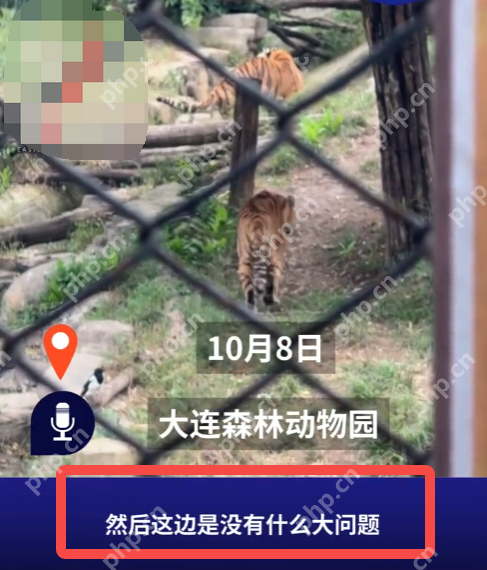 动物园老虎被观光车压到下巴 园方回应：已安排兽医和饲养员检查过没什么大问题 - 创想鸟