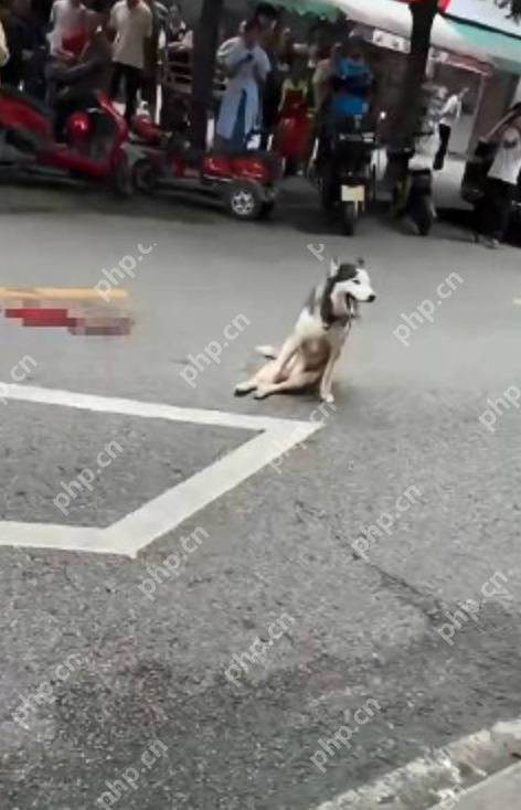 官方通报流浪犬伤人后被砍伤事件：加强社区内犬只工作管理 - 创想鸟
