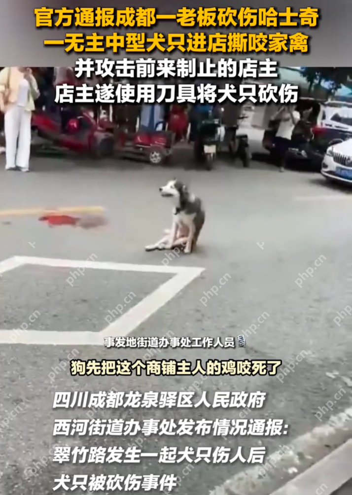 官方通报成都一老板砍伤哈士奇：犬只伤人在先，已被无公害处理 - 创想鸟