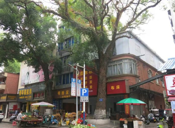 男子因嫌220年古樟树遮挡采光，竟多次投毒企图将其杀死