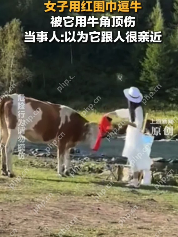 女子用红围巾逗牛被顶飞，事后称“以为它很亲近” - 创想鸟