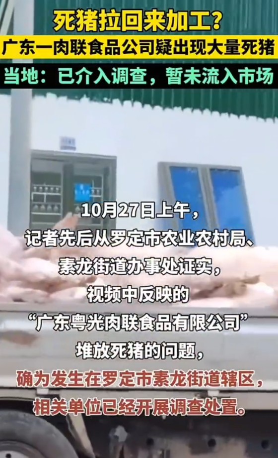 广东某食品公司出现大量死猪 当地回应：已介入调查，未流入市场 - 创想鸟