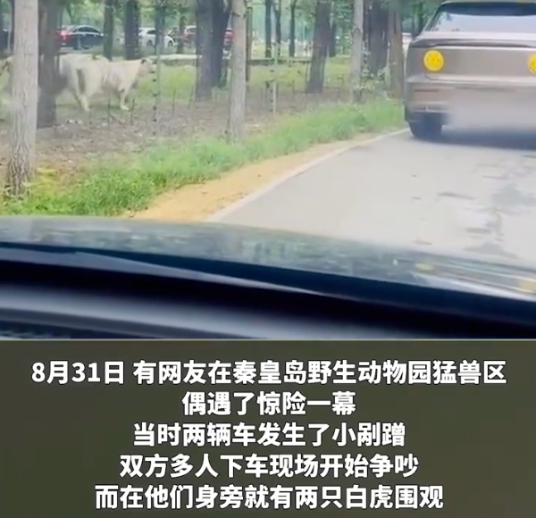 动物园内多名游客下车当老虎面吵架是怎么回事?详情介绍 - 创想鸟