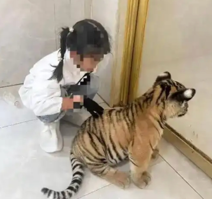 幼虎咬伤女童或与动物卡通化有关系是怎么回事？详情介绍 - 创想鸟