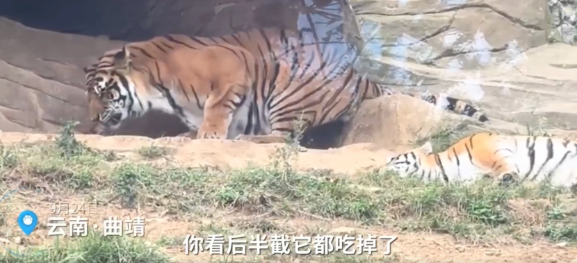 云南一动物园现老虎吞食死去幼崽是怎么回事？详情介绍 - 创想鸟