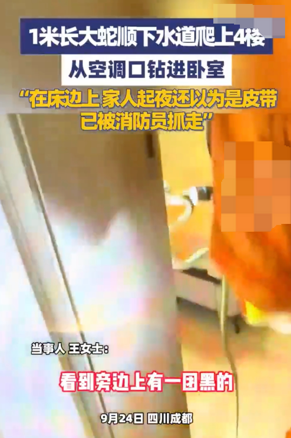 1米长大蛇爬4楼钻进卧室 当事人：起夜看到一团黑还以为是皮带