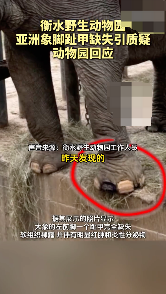 衡水野生动物园一大象被指趾甲缺失是怎么回事？详情介绍