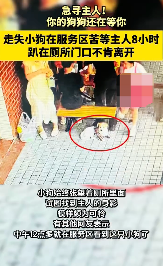 小狗服务区苦等主人1天1夜不肯挪窝是怎么回事？详情介绍