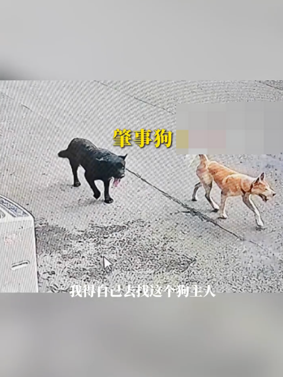 将车啃到面目全非黑狗仍未找到 附近居民：以前在这附近没见过黑狗