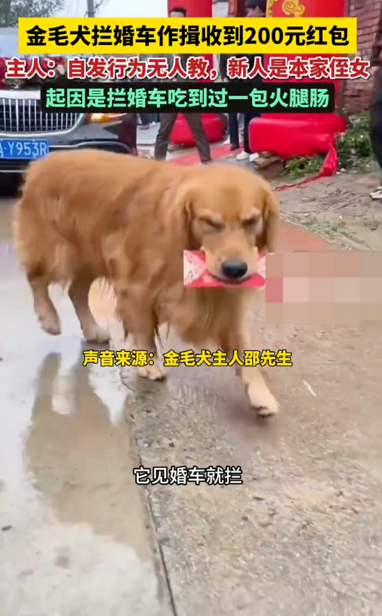 金毛犬拦婚车作揖收到200元红包是怎么回事？详情介绍