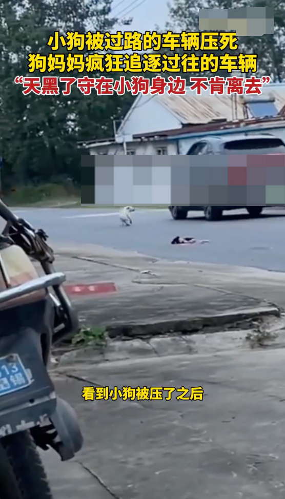 小狗被撞狗妈守到天黑是怎么回事？详情介绍