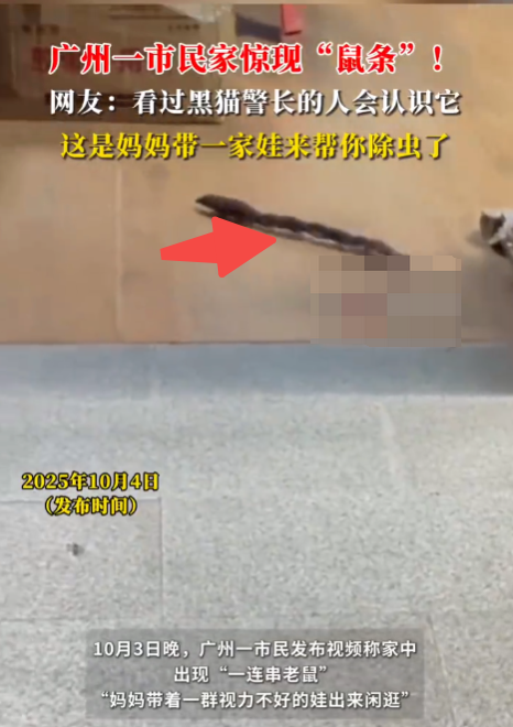广州一市民家中惊现鼠条是怎么回事？详情介绍