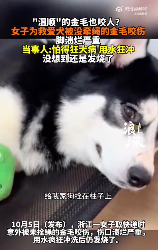 女子为救爱犬被未牵绳金毛咬伤是怎么回事？详情介绍