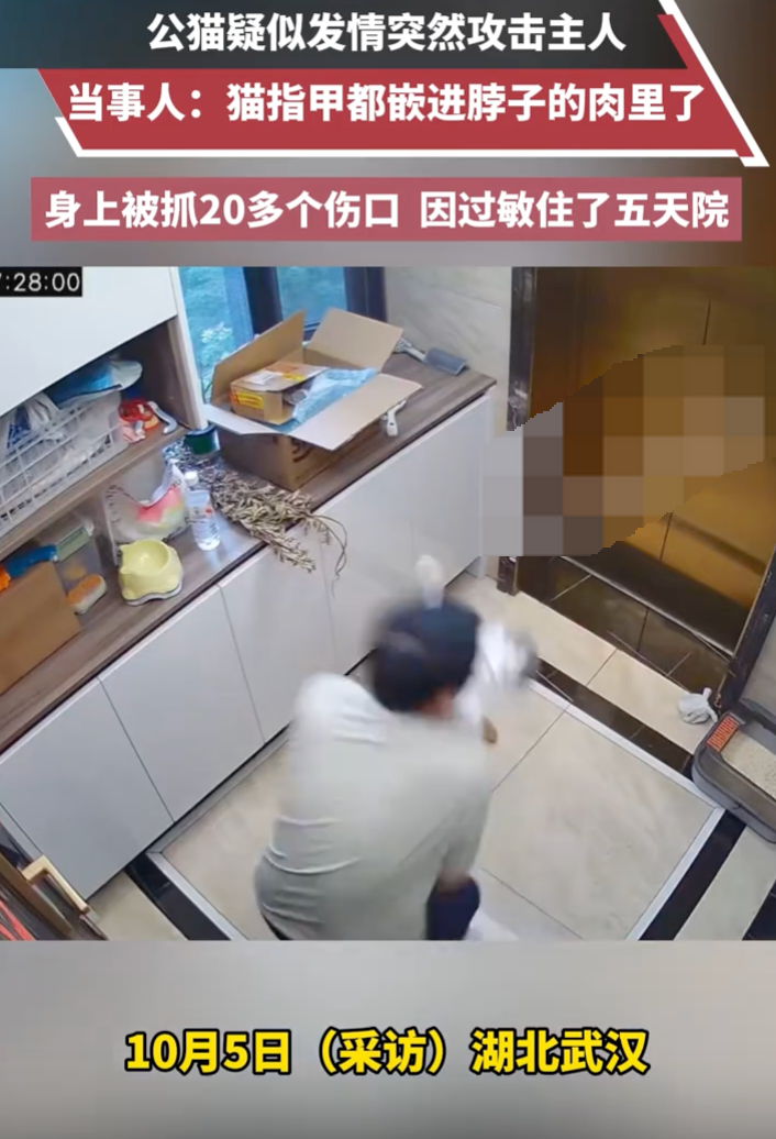 公猫疑似发情突然攻击主人是怎么回事？详情介绍