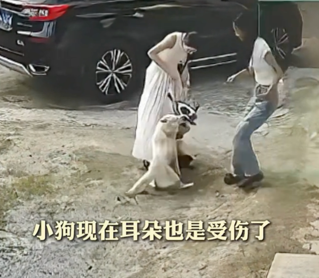 小狗因嫉妒偷袭白狗反遭一招制服是怎么回事？详情介绍