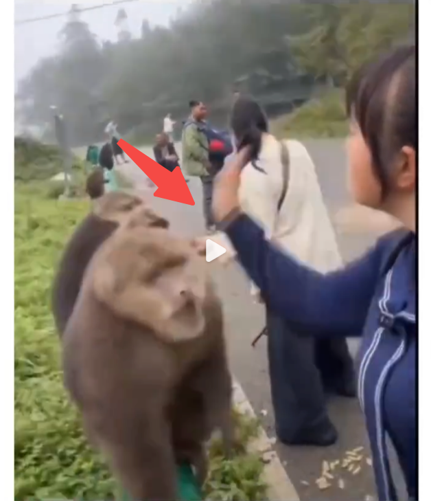 猴子被游客扇巴掌是怎么回事？详情介绍