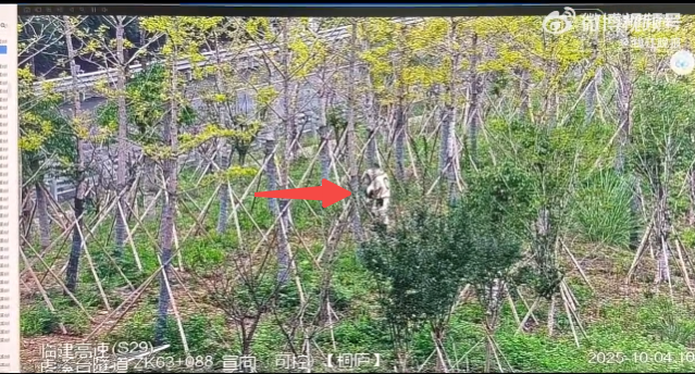 男子高速下车摘马蜂窝吃 交警：驾驶证记9分、罚款200元的处罚