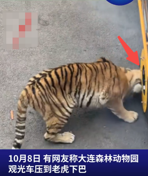 动物园老虎被观光车压到下巴 园方回应：已安排兽医和饲养员检查过没什么大问题