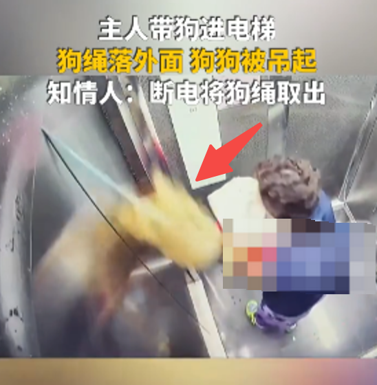 主人带狗进电梯 狗绳落外面狗狗被吊起 知情人:断电将狗绳取出