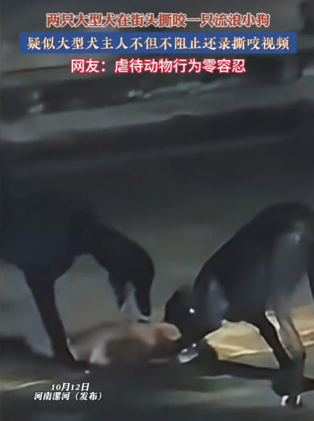 两大型犬撕咬流浪狗 疑似犬主不制止是怎么回事？详情介绍