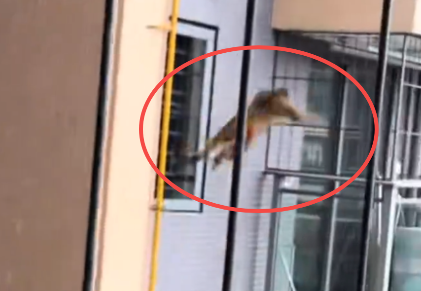 南宁一小区有猴子闯入物业称正抓捕是怎么回事？详情介绍