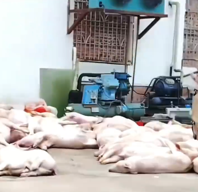 广东某食品公司出现大量死猪 当地回应：已介入调查，未流入市场 - 创想鸟