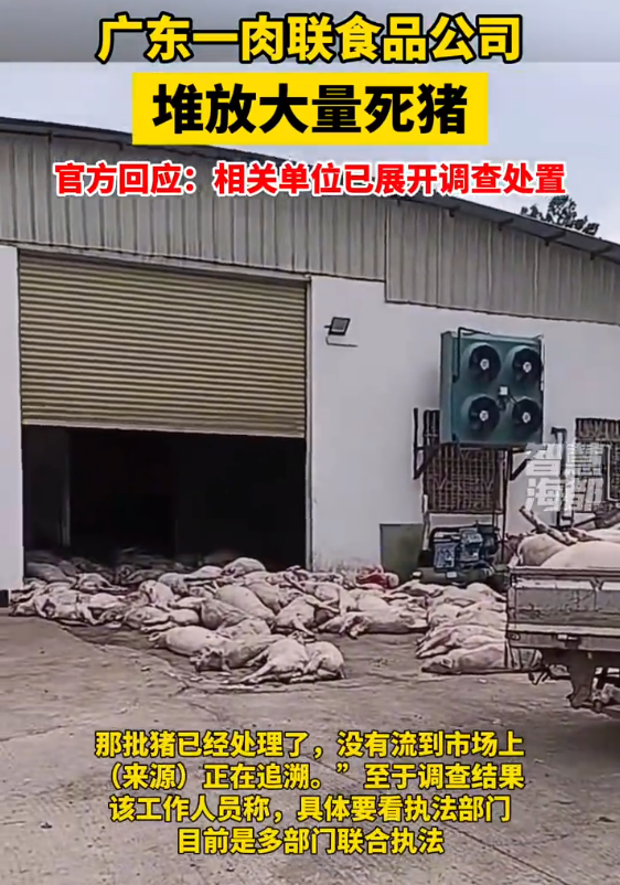广东一肉联食品公司被指加工死猪 多方回应：未流入市场，多部门联合执法在调查 - 创想鸟
