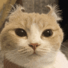 当AI住进智能音箱，我拥有了一位情绪稳定的话痨朋友