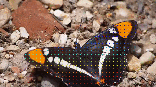 随时随地，追踪每个像素，连遮挡都不怕的「追踪一切」视频算法来了