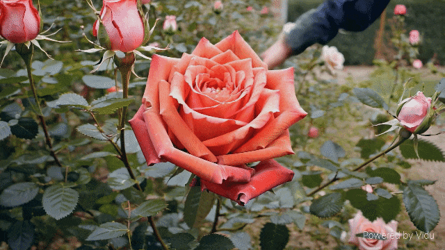 当前最强国产Sora！清华团队突破16秒长视频，懂多镜头语言，会模拟物理规律