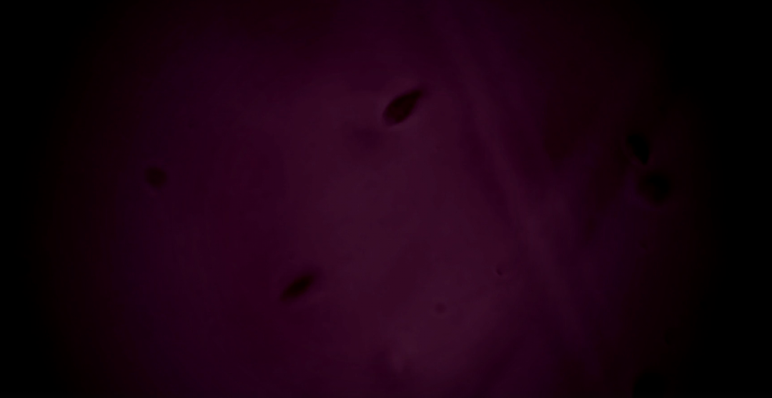 李飞飞解读创业方向「空间智能」，让AI真正理解世界