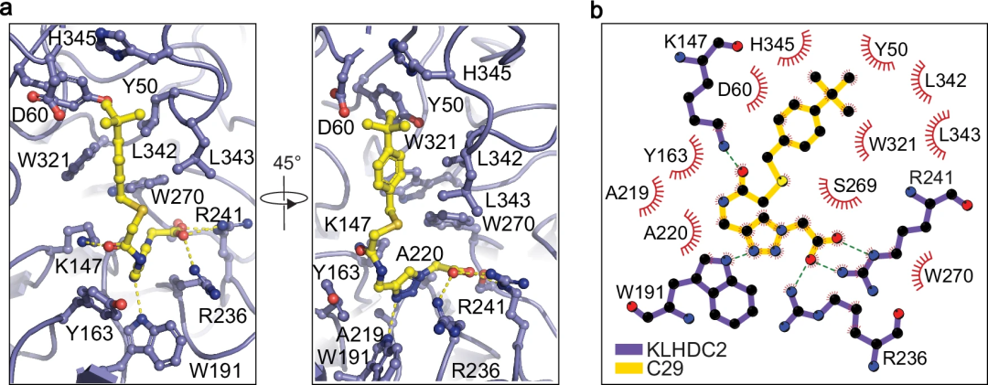 筛选数十亿化合物库，华盛顿大学药物AI虚拟筛选平台，登Nature子刊