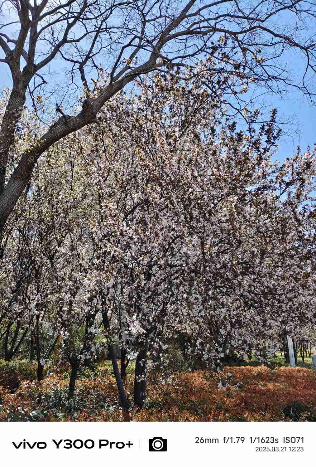 vivo Y300 Pro+评测：同档续航最强？