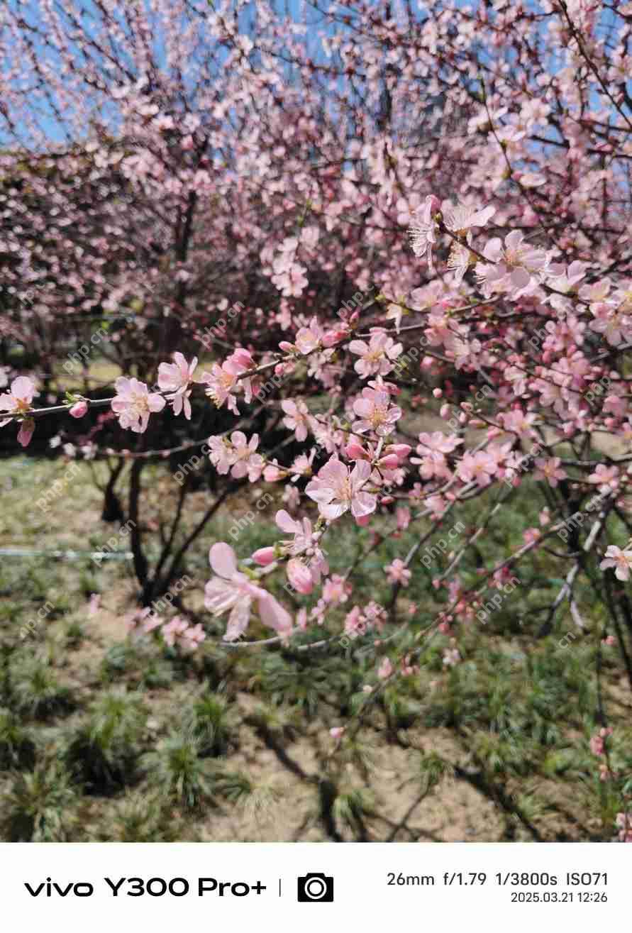 vivo Y300 Pro+评测：同档续航最强？