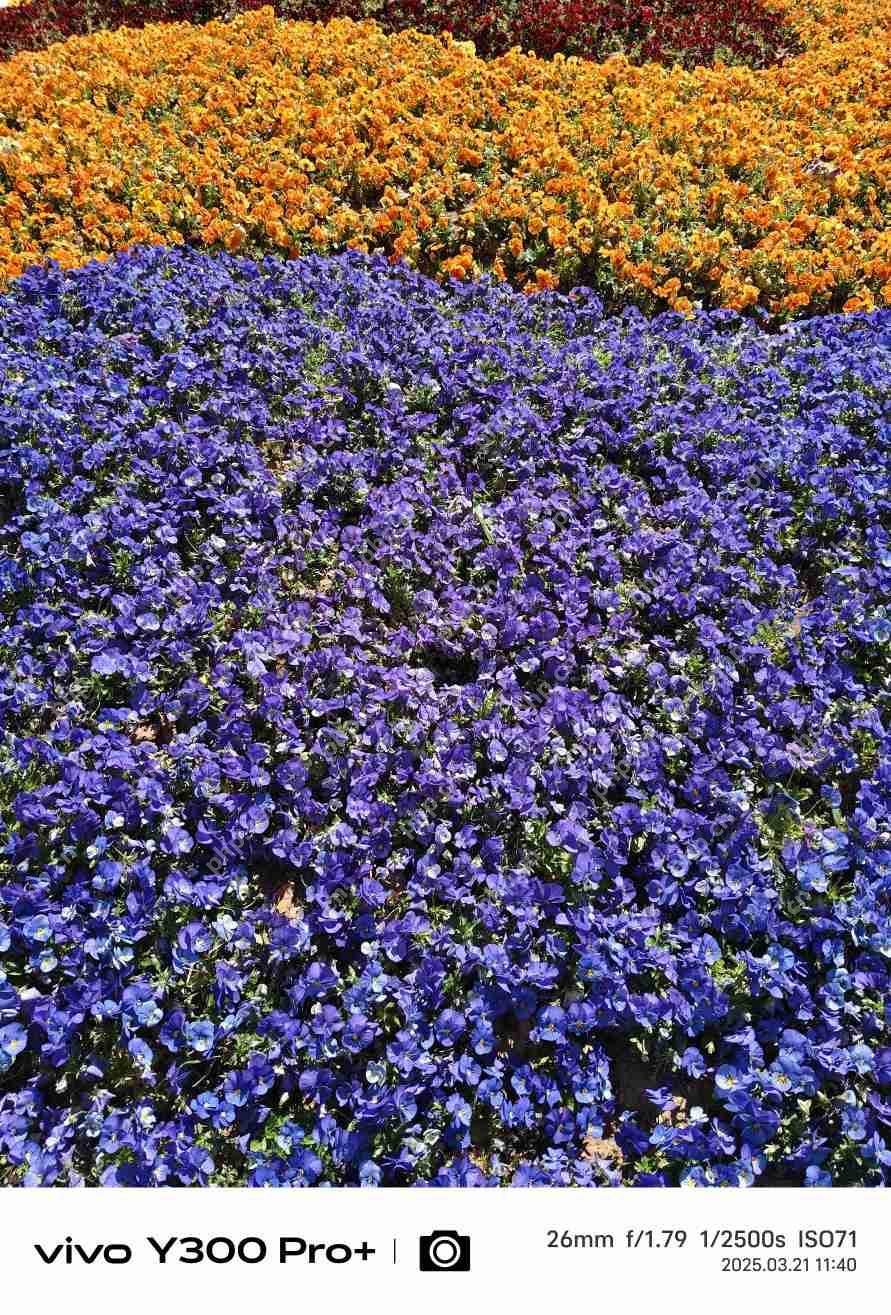 vivo Y300 Pro+评测：同档续航最强？