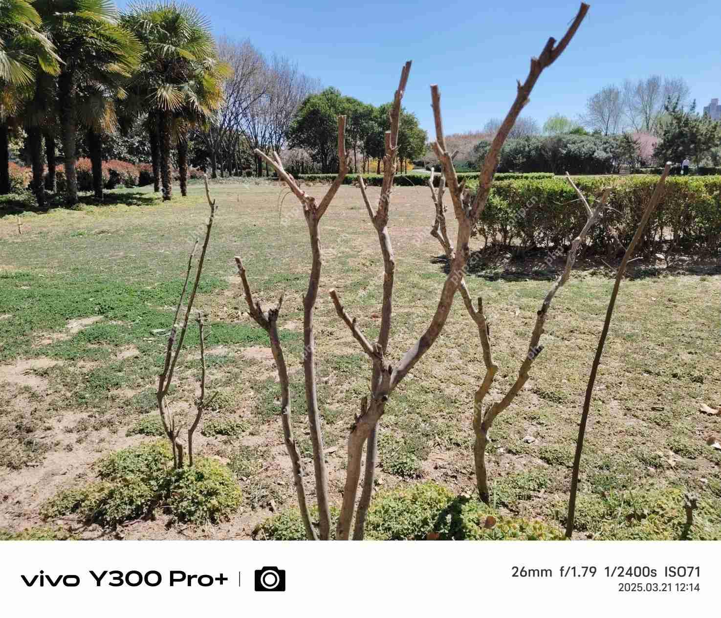 vivo Y300 Pro+评测：同档续航最强？