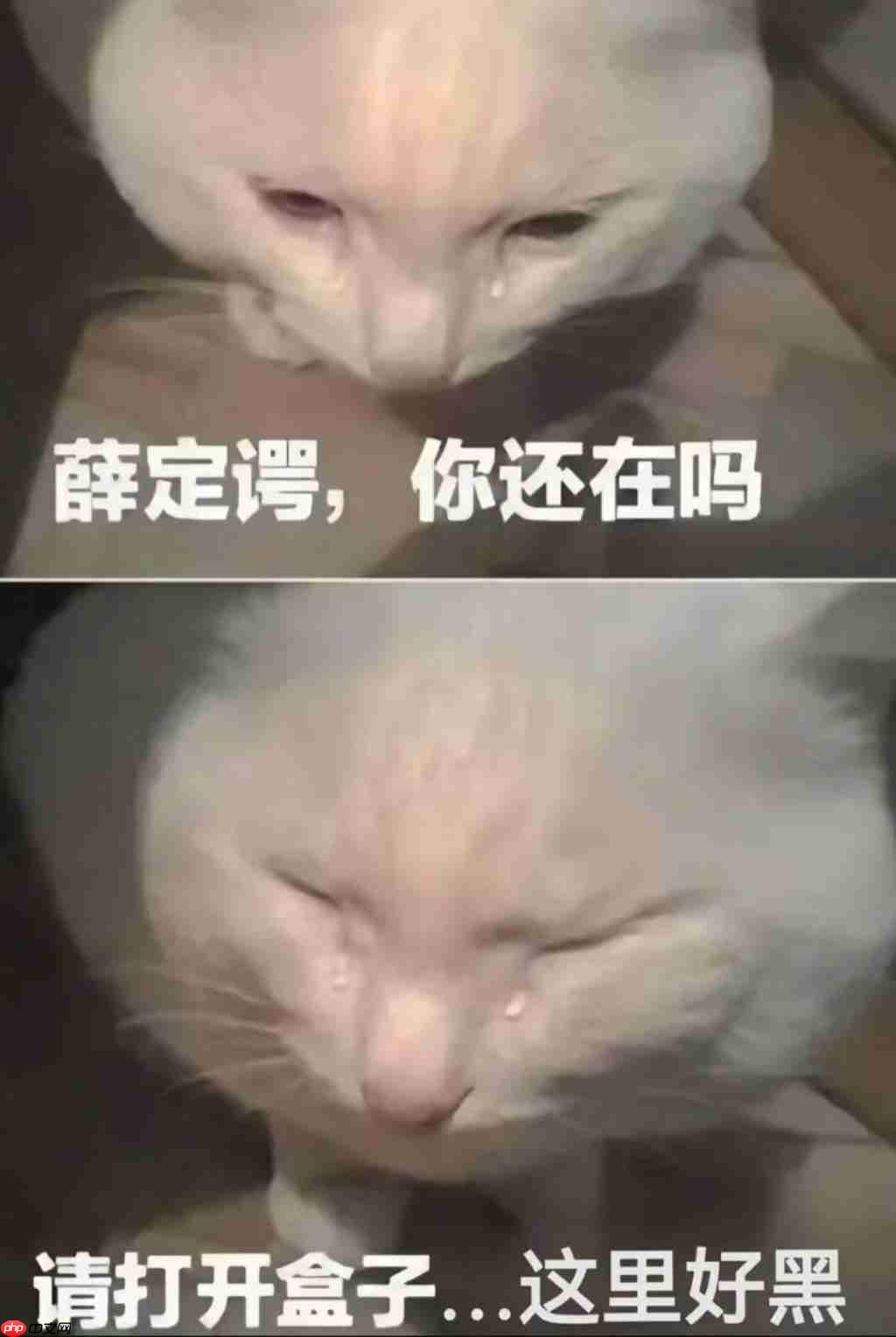 实测 Gemini 图片转视频新功能，终于蹲到经典梗图后续了（doge）